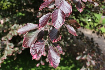 Fagus sylvatica 'Roseomarginata Tricolor' - buk lesní - jarní listy